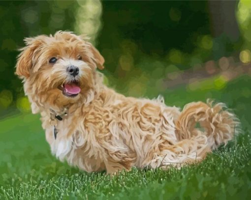 Adorable Maltipoo Dog paint by numbers