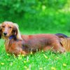 Adorable Long Haired Dachshund paint by numbers