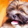 Cute Lhassa Apso Dog paint by numbers