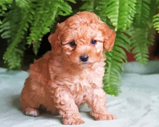 Maltipoo Puppy Dog paint by numbers
