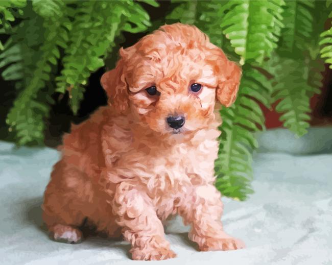 Maltipoo Puppy Dog paint by numbers