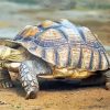 Aesthetic Sulcata Tortoise paint by numbers