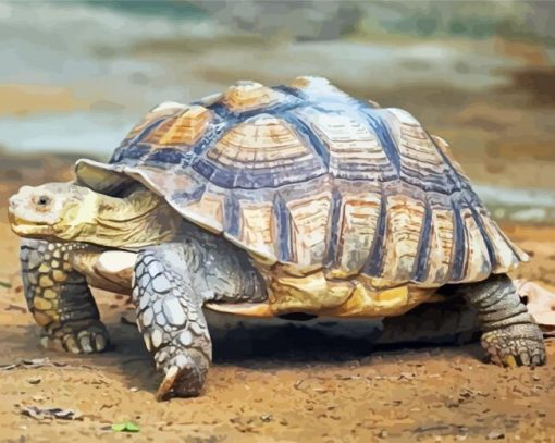 Aesthetic Sulcata Tortoise paint by numbers