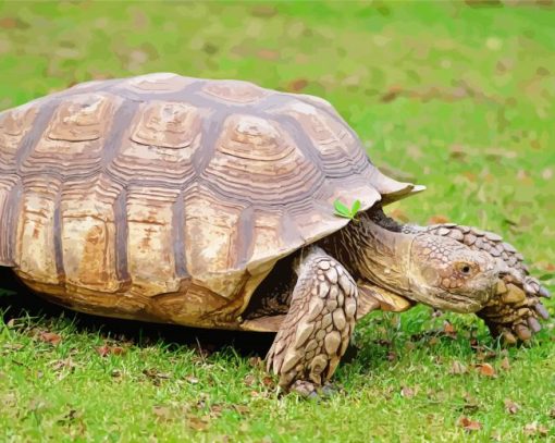 The African Sulcata Tortoise paint by numbers