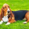 Basset Hound Dog paint by numbers