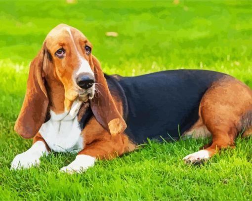 Basset Hound Dog paint by numbers