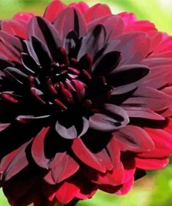 Beautiful Dark Red Dahlia paint by numbers
