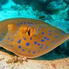 Beautiful Stingray Fish paint by numbers