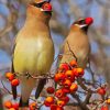 Birds Eating Red Berries paint by numbers
