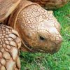 Close Up The Sulcata Tortoise paint by numbers