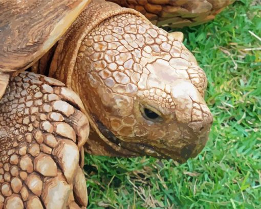 Close Up The Sulcata Tortoise paint by numbers