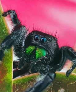 Close Up Tarantula paint by numbers