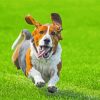 Running Basset Hound paint by numbers