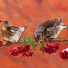 Cute Birds And Red Berries paint by numbers