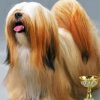 Aesthetic Lhassa Apso paint by numbers