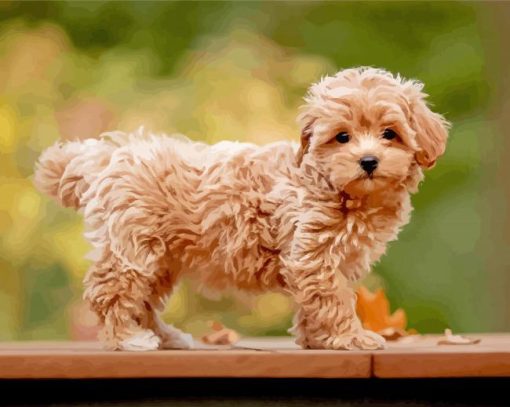 Cute Maltipoo Dog paint by numbers