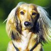 Cute Long Haired Dachshund paint by numbers