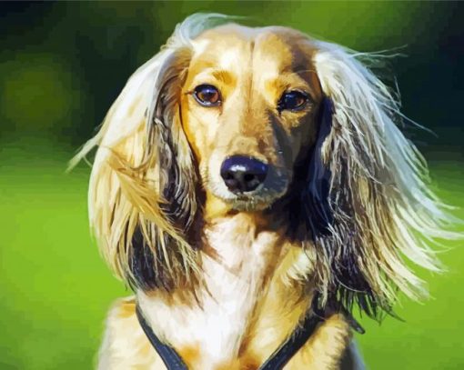 Cute Long Haired Dachshund paint by numbers
