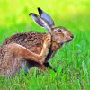 Hare Animal In The Grass paint by numbers