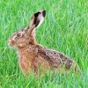 Hare In The Grass paint by numbers