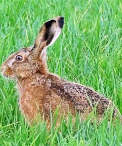 Hare In The Grass paint by numbers