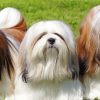 Lhassa Apso Dogs paint by numbers
