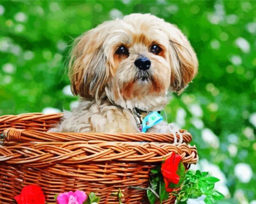 Lhassa Apso In Basket paint by numbers