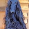 Long Haired Hound paint by numbers