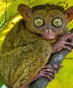 Primate Tarsier On Branch paint by numbers