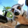 Primate Lemur Taking Selfie paint by numbers