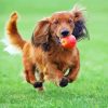 Running Long Haired Dachshund paint by numbers