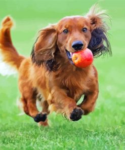 Running Long Haired Dachshund paint by numbers