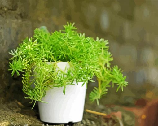 Sedum In White Pot paint by numbers