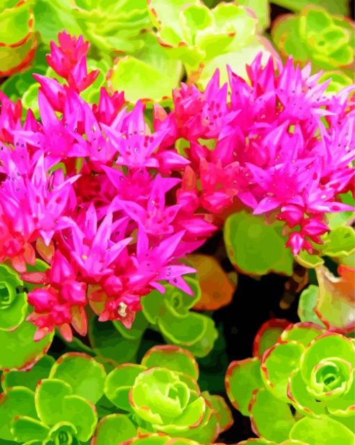 Sedum Spurium - Paint By Numbers - Canvas Paint by numbers
