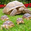 Sulcata Tortoise And Her Babies paint by numbers