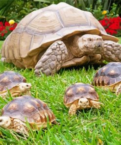 Sulcata Tortoise And Her Babies paint by numbers