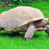 The Sulcata Tortoise paint by numbers