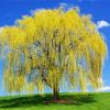 Aesthetic Weeping Willow Tree paint by numbers