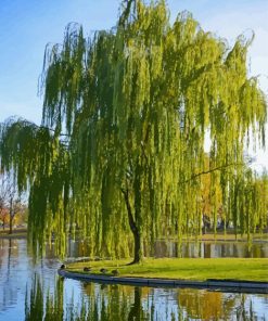 Weeping Willow Tree paint by numbers