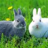 White And Grey Hares paint by numbers