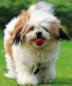 Lhassa Apso Dog Animal paint by numbers