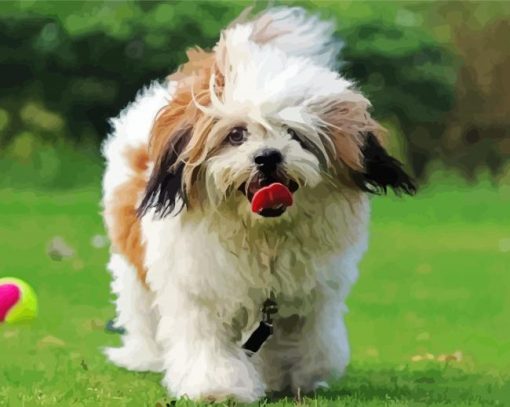 Lhassa Apso Dog Animal paint by numbers