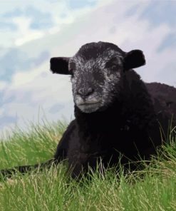 Black Herdwick Sheep paint by numbers