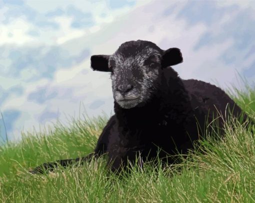 Black Herdwick Sheep paint by numbers