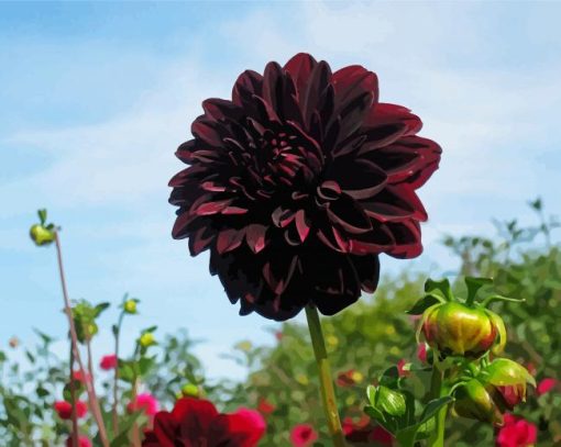Dark Red Dahlia Flower paint by numbers