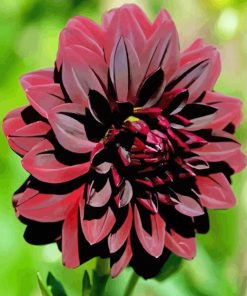 Dark Red Dahlia paint by numbers