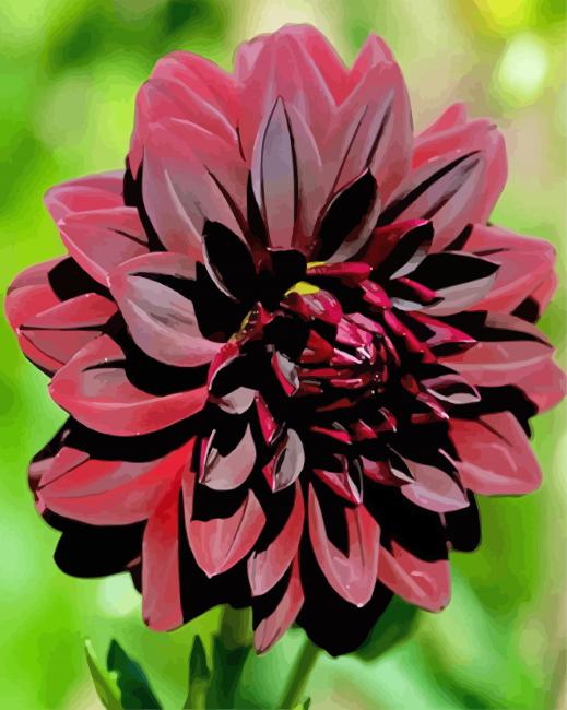 Dark Red Dahlia paint by numbers
