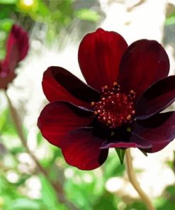 Dark Red Flower paint by numbers