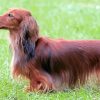 Long Haired Dachshund Dog paint by numbers