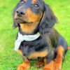 Long Haired Dachshund Puppy paint by numbers